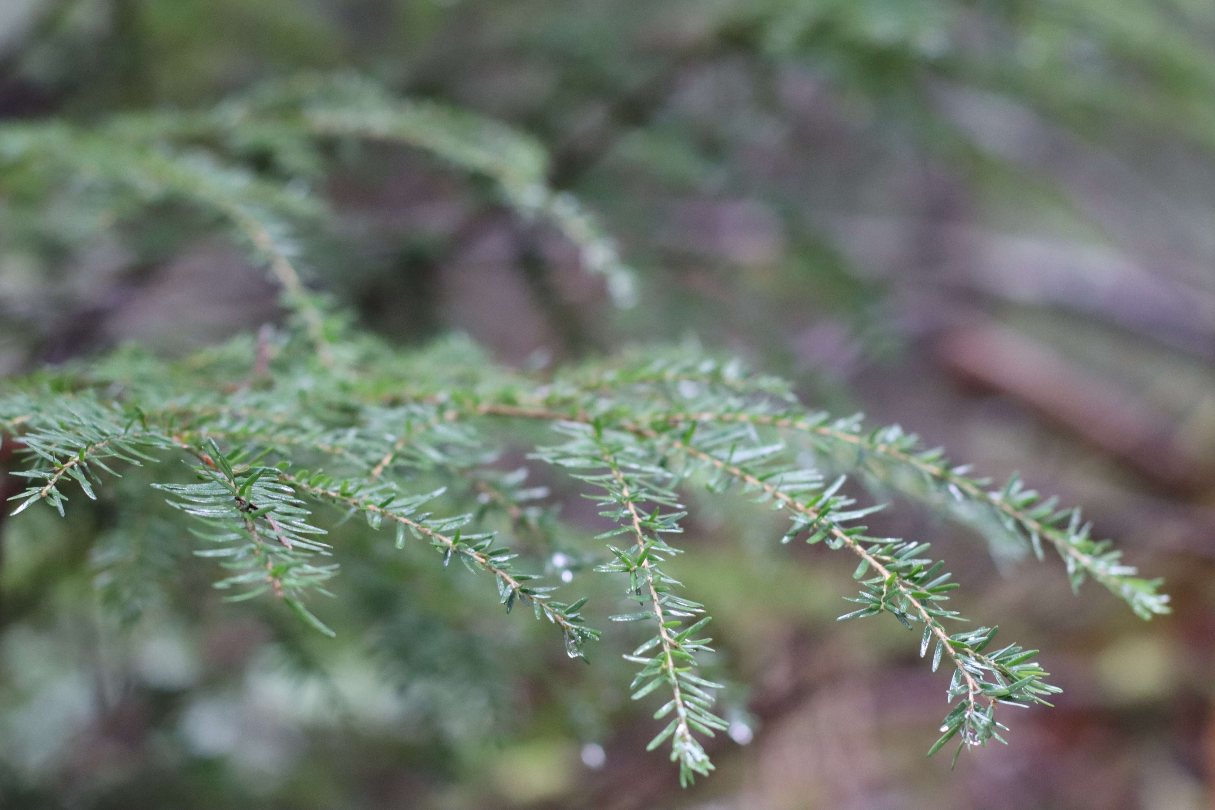 Watch Tee Cha Chitl - Getting Well Again, A Nuu-chah-nulth Tribal Council Diabetes Approach