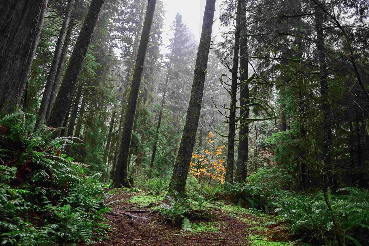 Visionner : Propos de David Suzuki sur la vie dans un monde durable