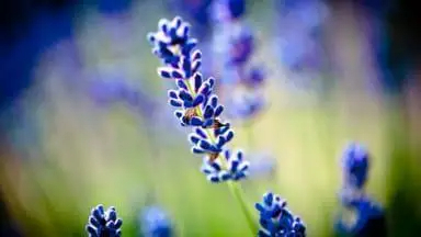 Fleurs violettes représentant l’histoire de la santé des Autochtones du Canada et de PATHWAYS