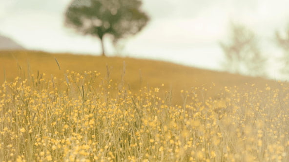 Beautiful prairies of the Métis Federation of Manitoba